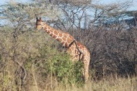 ������� ����� - ����������� �� RCC-TRAVEL.RU